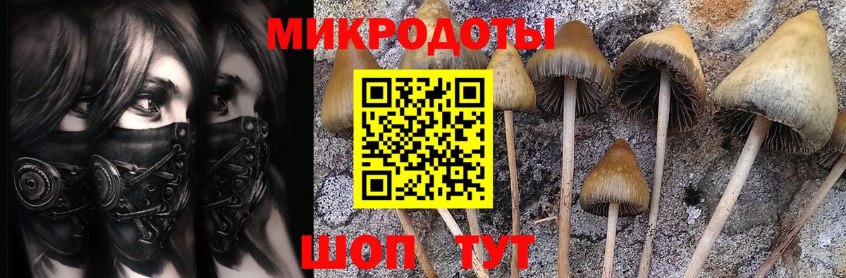 Псилоцибиновые грибы Psilocybine cubensis Новосибирск